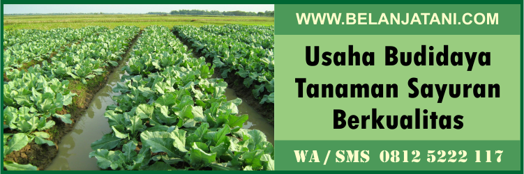 usaha, budidaya, tanaman, sayuran, berkualitas