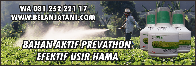 pestisida,insektisida sistemik,tanaman cabe,hama,prevathon