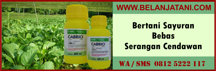 bertani, sayuran, bebas, serangan, cendawan