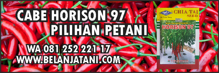 Jual Benih Cabe Horison 97 Harga Murah cabe Horison 97,budidaya cabe,hama cabe,peluang bisnis,benih tanaman