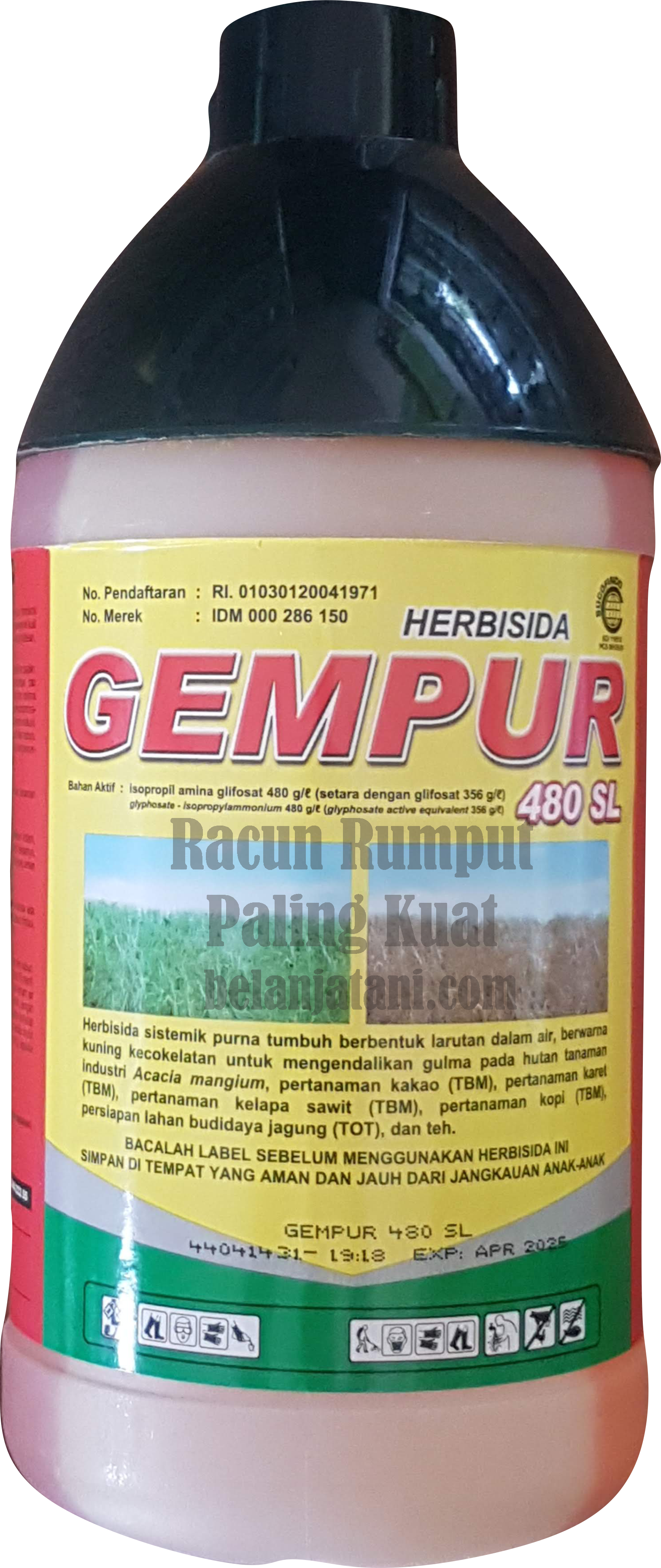 tanaman jagung,gulma