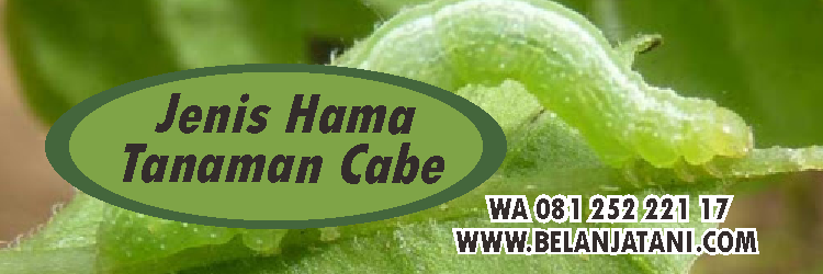 hama tanaman cabe,tanaman cabe,insektisida,penyakit cabe,kutu daun