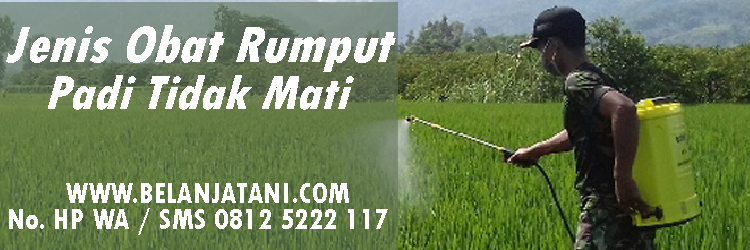 obat rumput,herbisida,racun rumput,tanaman padi,herbisida pratumbuh