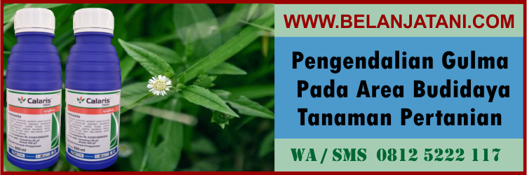 pengendalian, gulma, pada, area, budidaya, tanaman, pertanian