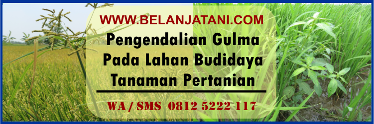 pengendalian, gulma, pada, lahann, budidaya, tanaman, pertanian
