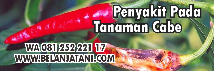 penyakit tanaman cabe,hama cabe,tanaman cabe,pestisida,insektisida