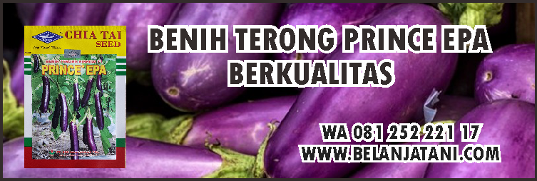 terong ungu,benih terong,budidaya tanaman,hama terong,cara menanam terong prince epa