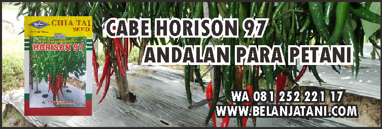 tanaman cabe,benih cabe,pemupukan cabe,agribisnis,peluang bisnis
