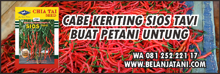 cabe keriting,budidaya cabe,agribisnis,benih cabe,penyakit tanaman