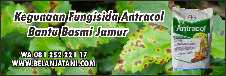 Fungisida,Antracol,Jamur,Pestisida,Hama