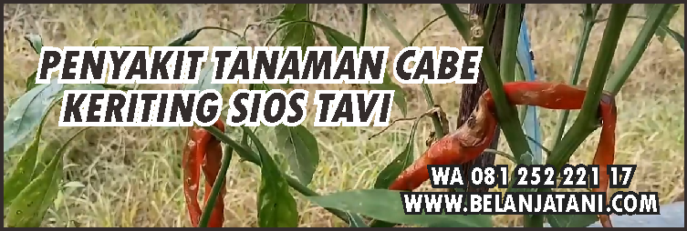 cabe keriting,budidaya cabe,agribisnis,benih cabe,penyakit tanaman