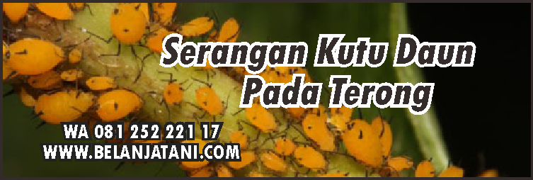 Budidaya Terong,Pemupukan Terong,Terong Ungu,Pupuk,Hama