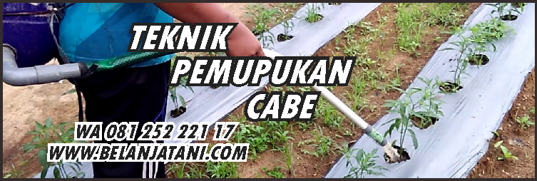 tanaman cabe,benih cabe,pemupukan cabe,agribisnis,peluang bisnis