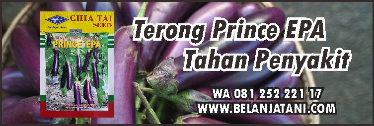 Budidaya Terong,Pemupukan Terong,Terong Ungu,Pupuk,Hama