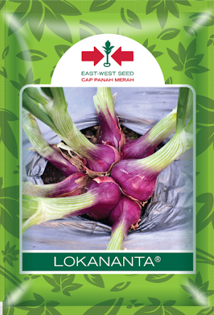 Jual Benih Bawang Merah Lokananta Murah | Belanja Tani Hortikultura,Benih Hibrida,bawang merah,pertanian,petani, bawang merah berkembang biak dengan, bawang merah berkembang biak dengan biji, east west, panah merah, belanja tani
