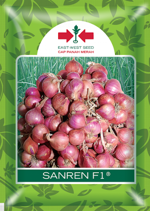 Jual Benih Bawang Merah Sanren Murah | Belanja Tani Hortikultura,Benih Hibrida,bawang merah,pertanian,petani. bawang merah berkembang biak dengan, bawang merah berkembang biak dengan biji, east west seed, panah merah, jual benih bawang merah, belanja tani
