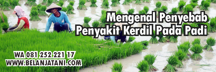 Budidaya Tanaman,Tanaman Padi,Hama,Pertanian,Hortikultura