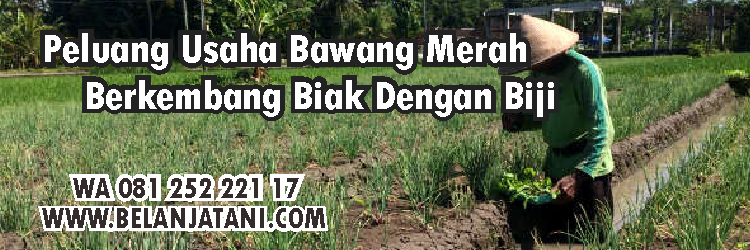 Hortikultura, Benih Hibrida, peluang bisnis, pertanian, petani, belanja tani