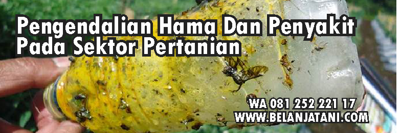 Insektisida Lalat Buah Paling Ampuh,insektisida,hama,pestisida,pertanian