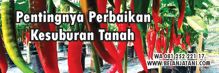 Jual ZPT Dan Pupuk harga murah kualitas terbaik | Belanja Tani Pupuk Daun,Tanaman Cabe,ZPT,Pertanian,Tanaman Hias