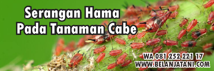 Tanaman Cabe,Hama,Pestisida,Keriting Daun Cabe,Pertanian