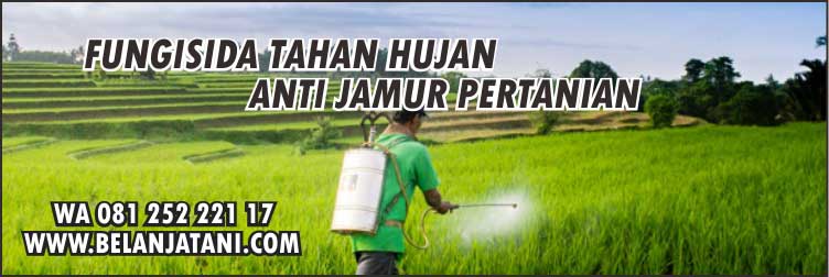 Fungisida Tahan Hujan,Pestisida,Pertanian,Jamur,Penyakit Tanaman