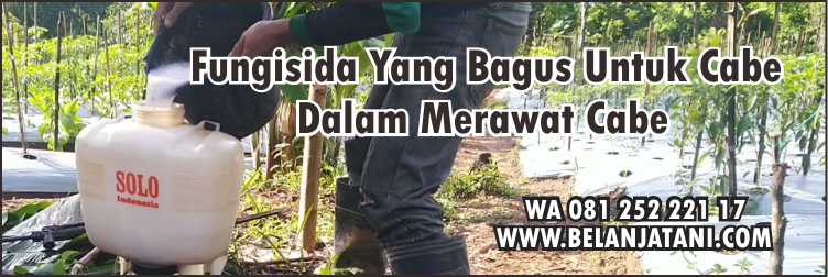 Cabe,Tanaman Pertanian,Fungisida Yang Bagus Untuk Cabe,Fungisida,Petani