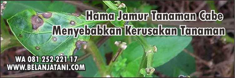 Cabe,Tanaman Pertanian,Fungisida Yang Bagus Untuk Cabe,Fungisida,Petani