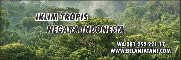 Fungisida Tahan Hujan,Pertanian,Pestisida,Petani,Budidaya Tanaman
