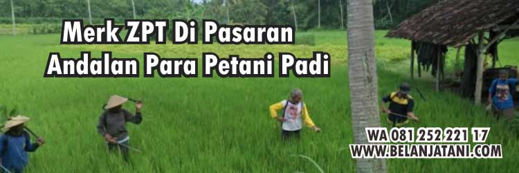 Pertanian,Obat Pengisi Bulir Pada Padi,ZPT,Pupuk,Tanaman Padi