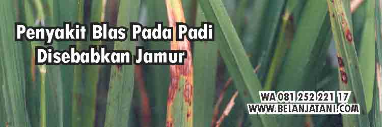 Penyakit Padi.Blas Padi,Waktu Penyemprotan Fungisida Pada Padi,Pestisida,Padi