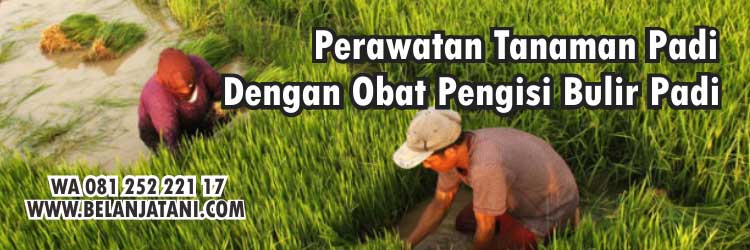 Pestisida,Pertanian,Tanaman Padi,Obat Pengisi Bulir Pada Padi,ZPT,Hortikultura