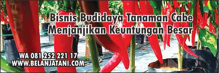 Obat Jamur Pada Batang Cabe,Tanaman Cabe,Pertanian,Budidaya Tanaman,Fungisida