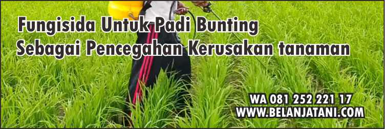 Tanaman Padi,Padi Bunting,Fungisida,Pertanian,Budidaya Tanaman