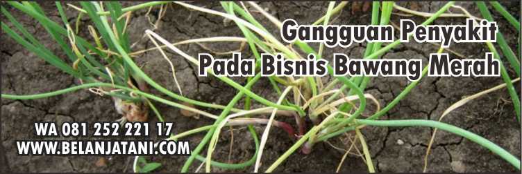  Herbisida Purna Tumbuh Untuk Bawang Merah,Pestisida,Herbisida,Bawang Merah,Pertanian