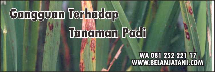 Tanaman Padi,Padi Bunting,Fungisida,Pertanian,Budidaya Tanaman