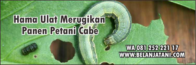 Insektisida Pembasmi Ulat Pada Cabe,Pertanian,Tanaman Cabe,Hama,Ulat