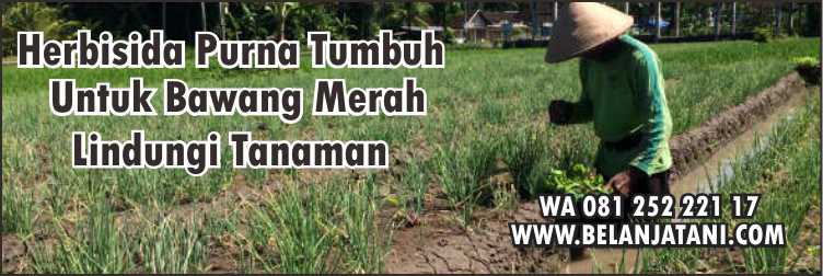  Herbisida Purna Tumbuh Untuk Bawang Merah,Pestisida,Herbisida,Bawang Merah,Pertanian