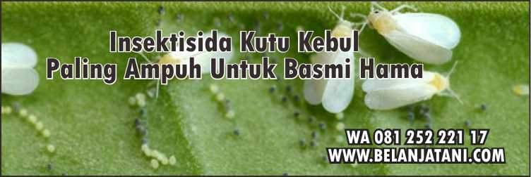 Insektisida kutu kebul Paling Ampuh,Tanaman Cabe,Pertanian,Lahan Pertanian,Budidaya Cabe