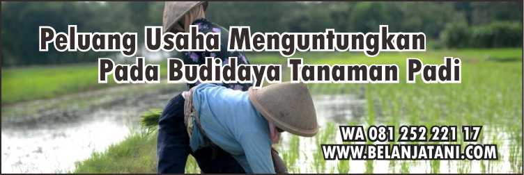 Racun Rumput Padi Dalam Air,Tanaman Padi,Pestisida,Pertanian,Petani