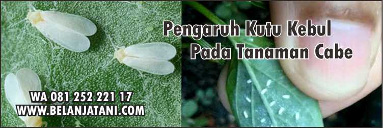 Insektisida kutu kebul Paling Ampuh,Tanaman Cabe,Pertanian,Lahan Pertanian,Budidaya Cabe