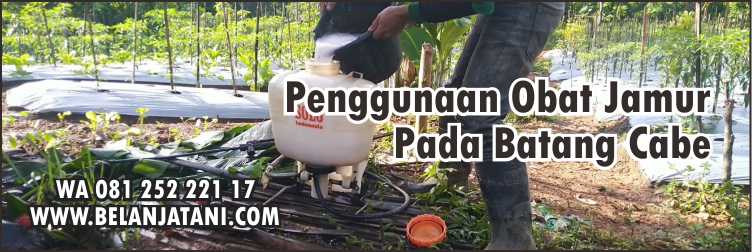 Obat Jamur Pada Batang Cabe,Tanaman Cabe,Pertanian,Budidaya Tanaman,Fungisida