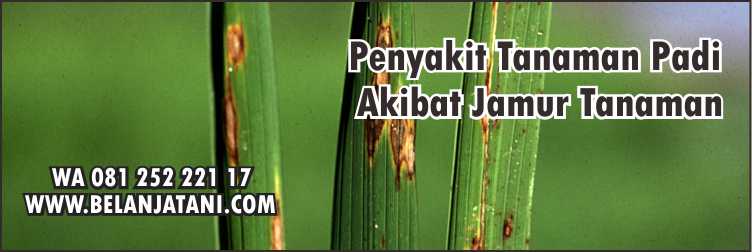 Obat Jamur Padi Paling Bagus,Fungisida,Pertanian,Tanaman Pertanian,Padi