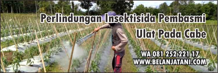 Insektisida Pembasmi Ulat Pada Cabe,Pertanian,Tanaman Cabe,Hama,Ulat