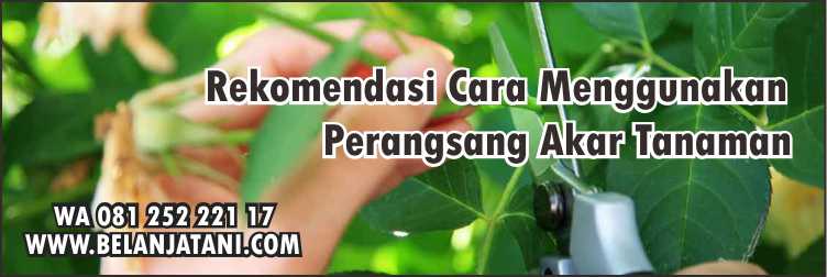 Cara Menggunakan Perangsang Akar Tanaman,Pertanian,ZPT,Akar Tanaman,Petani