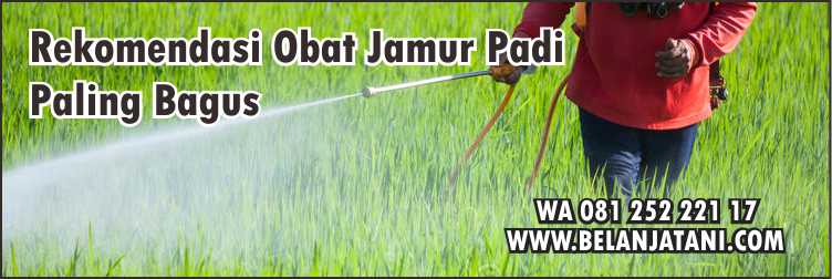 Obat Jamur Padi Paling Bagus,Fungisida,Pertanian,Tanaman Pertanian,Padi