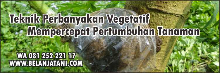 Jual ZPT Dengan Harga Murah Kualitas Terbaik Pada Belanja Tani Cara Menggunakan Perangsang Akar Tanaman,Pertanian,ZPT,Akar Tanaman,Petani