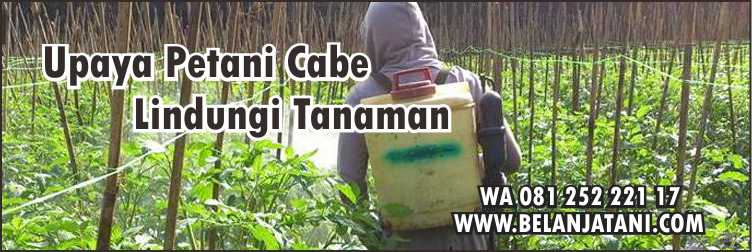  Obat Jamur Pada Batang Cabe,Tanaman Cabe,Pertanian,Budidaya Tanaman,Fungisida