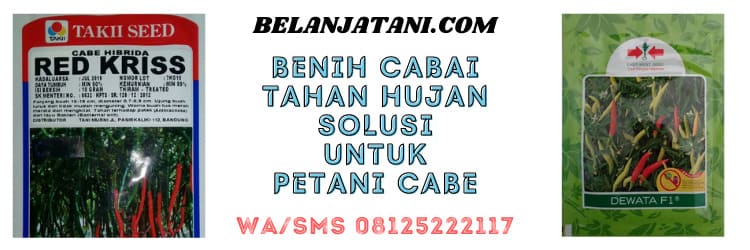 benih, cabai, cabai tahan hujan, petani, bertani, bercocok tanam