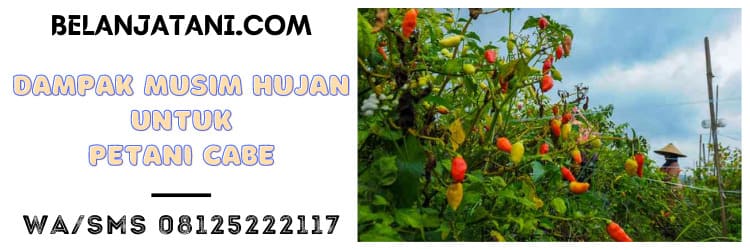 bibit, cabe, cabai keriting, cabai rawit, jual, unggul, harga murah